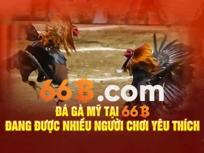 Nhà Cái 66B
